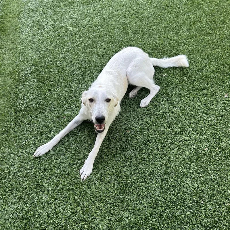 A young medium-sized female White / Cream Labrador Retriever dog named Baby Spice for adoption in Wimberley, TX