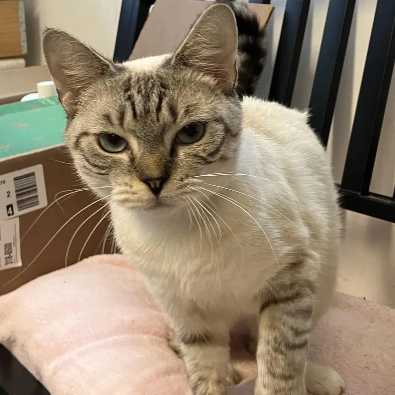 A young medium-sized female Brown / Chocolate Siamese cat named Suki CUDDLY COMPANIONEMOTIONAL SUPPORT for adoption in Bethel, CT