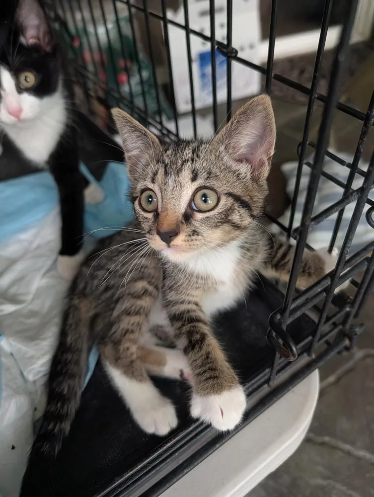 A baby small-sized male Domestic Short Hair cat named Lester for adoption in Louisa, VA