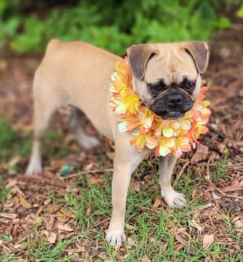 An adult medium-sized female French Bulldog dog named Sophie for adoption in Vernon, TX