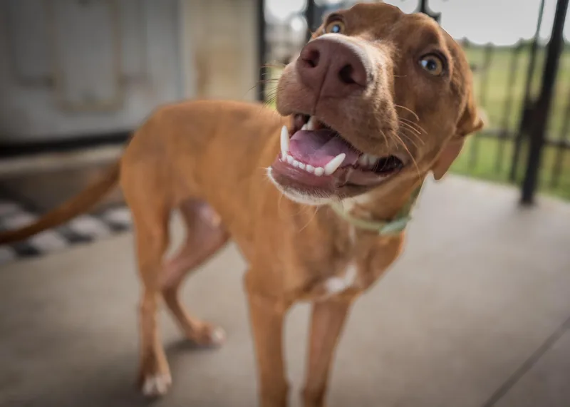 A young medium-sized male Red / Chestnut / Orange Labrador Retriever dog named Mike Is The Sweetest for adoption in Houston, TX