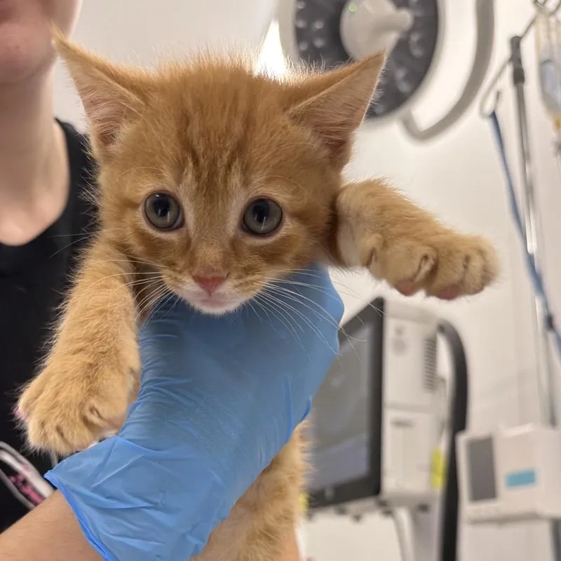 A baby small-sized male Orange / Red Domestic Short Hair cat named Mango for adoption in Winston Salem, NC