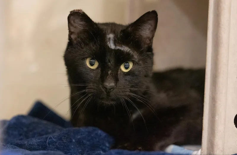 An adult medium-sized male Domestic Short Hair cat named Dos for adoption in Lincoln, CA
