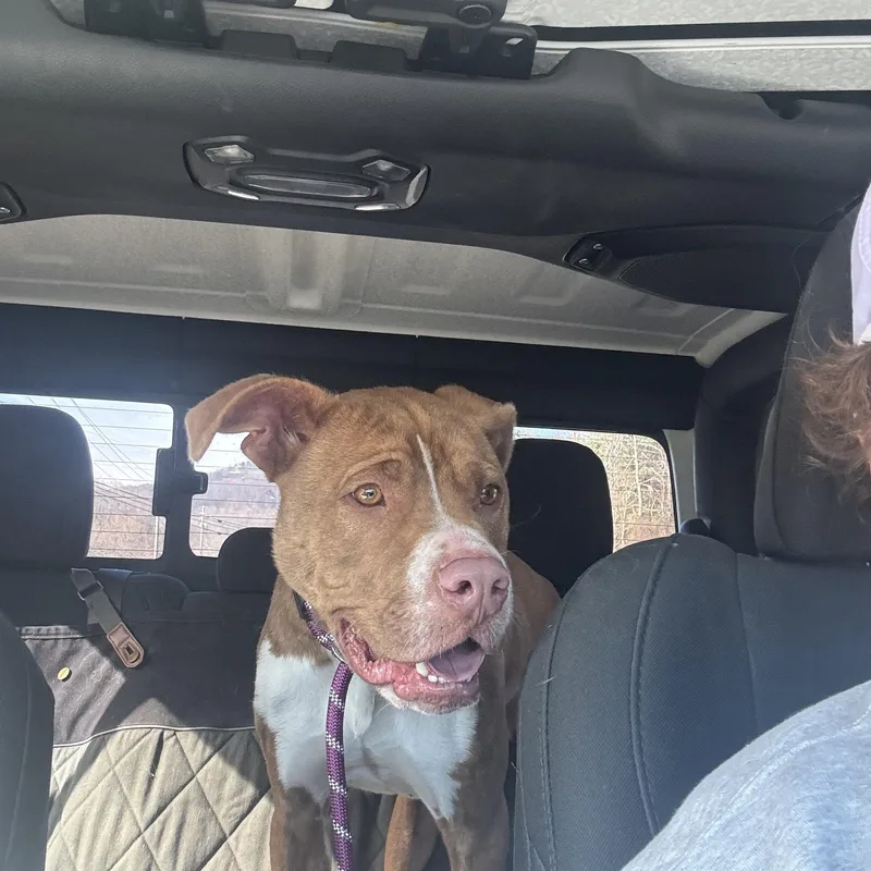 Remington thumbnail 3