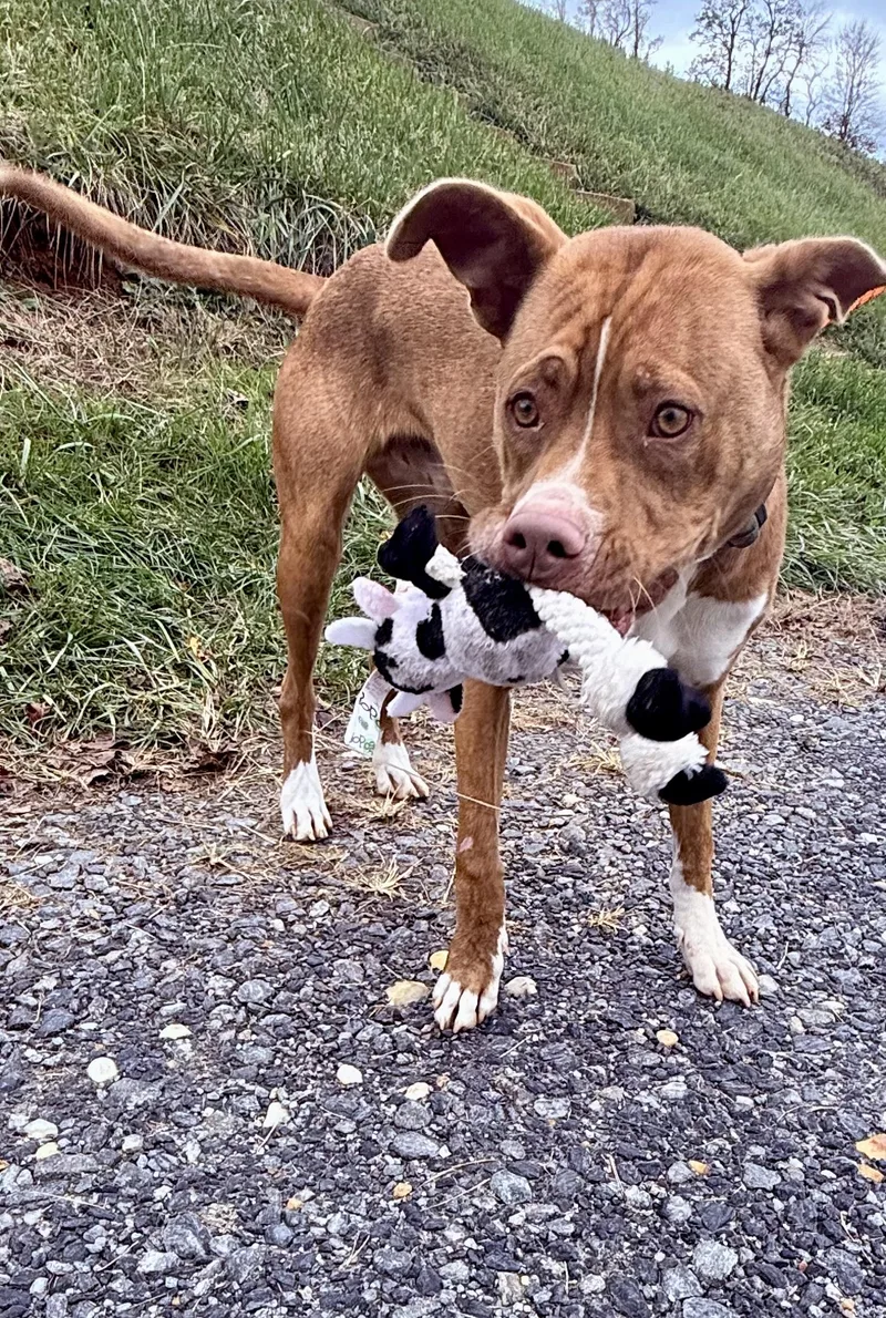 Remington thumbnail 4