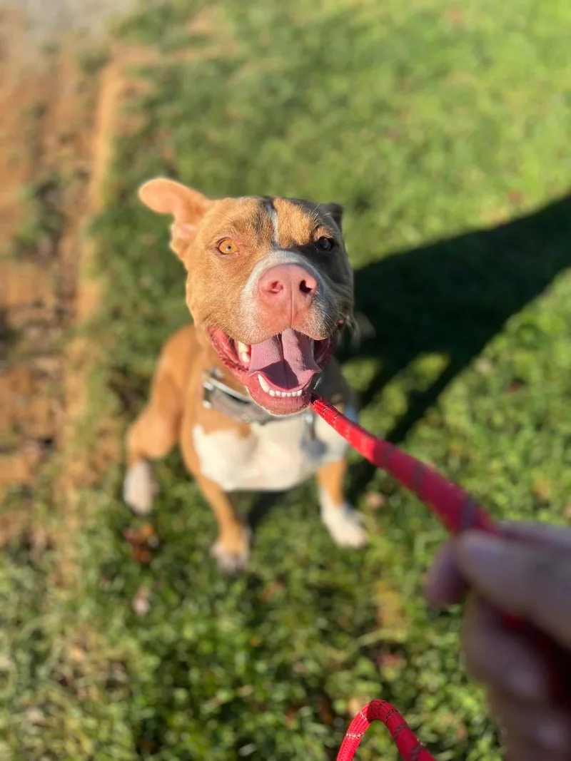 Remington thumbnail 5