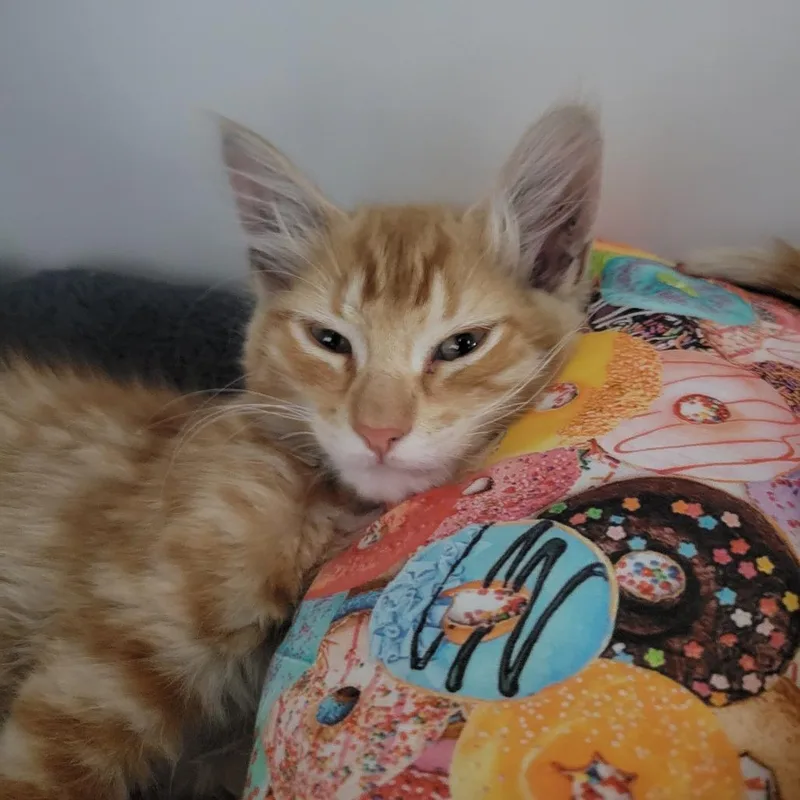 A baby small-sized male Orange / Red Domestic Medium Hair cat named Huey for adoption in Hawthorne, CA