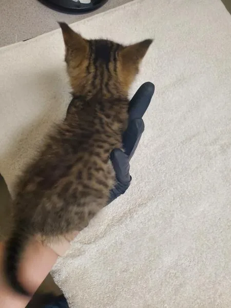 A baby medium-sized male Domestic Short Hair cat named Lexus for adoption in Oceanside, CA