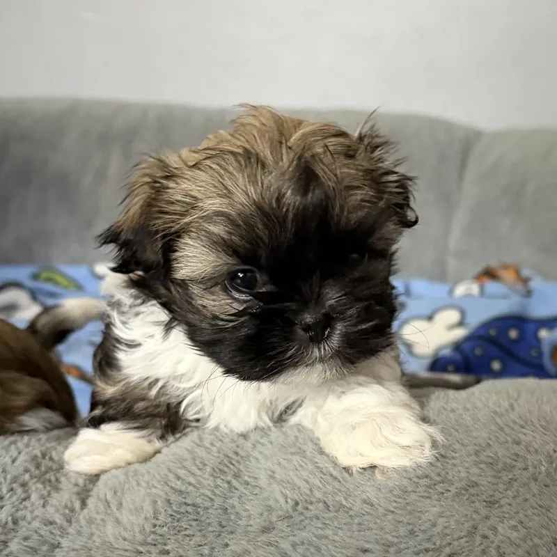 A baby small-sized male Black Shih Tzu dog named Sam for adoption in Brainerd, MN
