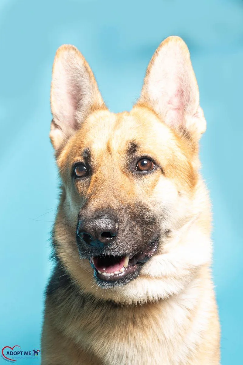 An adult extra large-sized male Black Mixed Breed dog named Akanji for adoption in Alexandria, VA