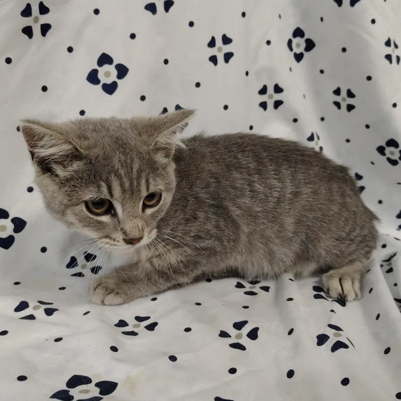 A baby small-sized female Gray / Blue / Silver Domestic Short Hair cat named Mad Dash for adoption in Coos Bay, OR