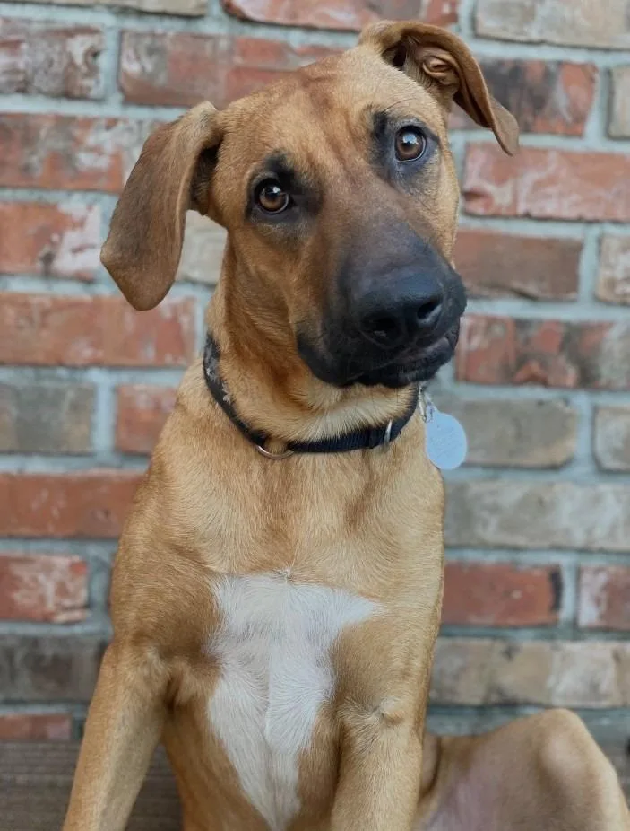 An adult medium-sized male Mixed Breed dog named Harpo for adoption in Vashon, WA