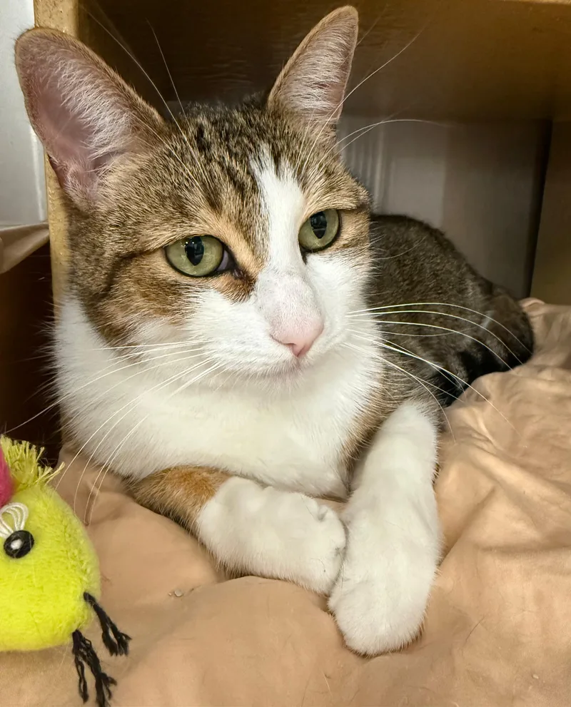 Blessing thumbnail 3