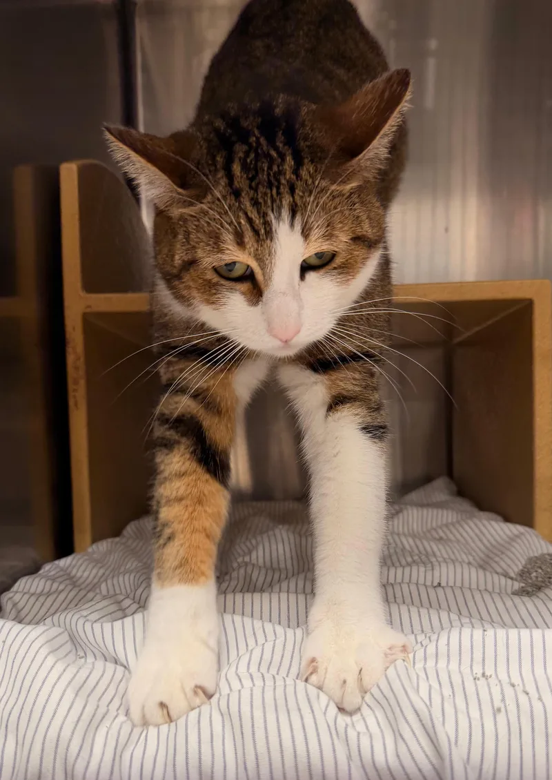 Blessing thumbnail 4