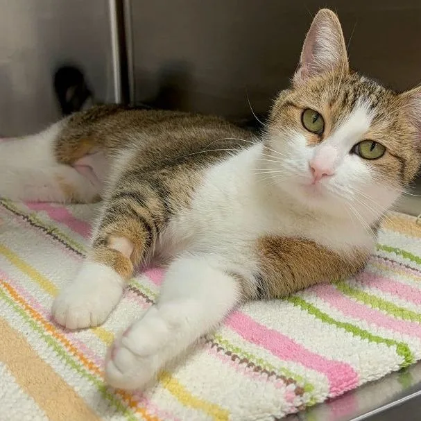 Blessing thumbnail 5