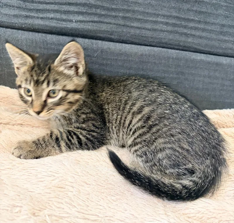 A baby medium-sized female Tabby (Gray / Blue / Silver) Domestic Short Hair cat named Indy for adoption in Pasco, WA