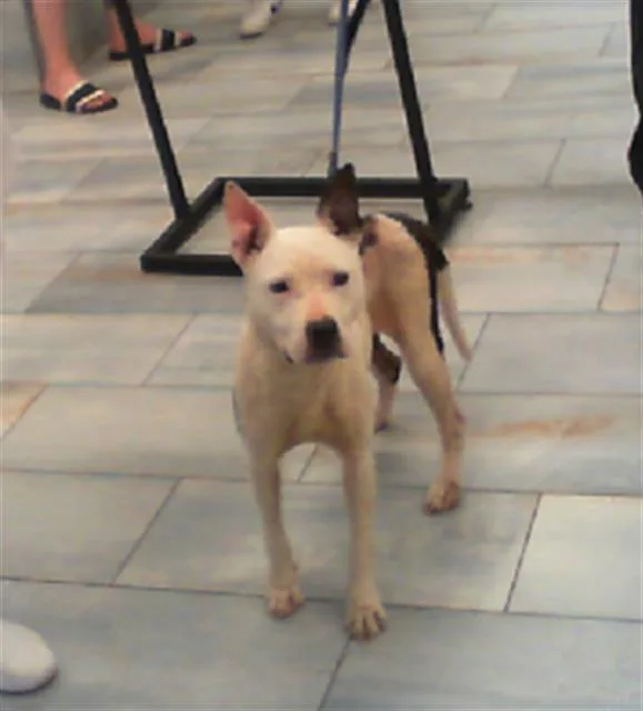 A young small-sized female Mixed Breed dog named Elle for adoption in Charlotte, NC