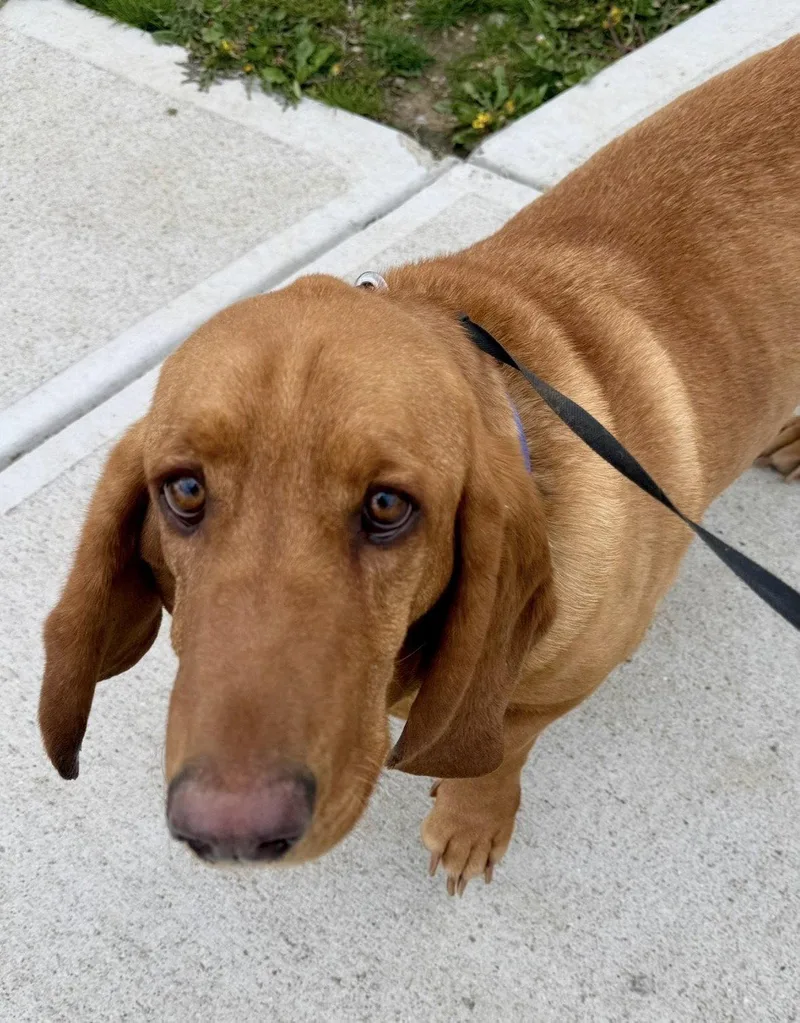 An adult medium-sized male Basset Hound dog named Harley for adoption in Brookville, OH
