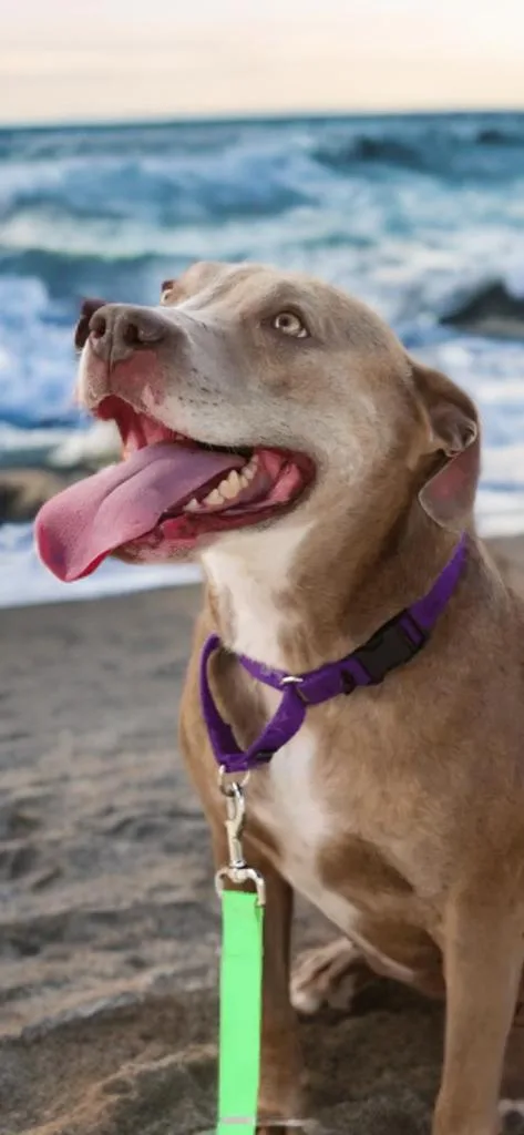 An adult large-sized female Pit Bull Terrier dog named Cocoa for adoption in League City, TX