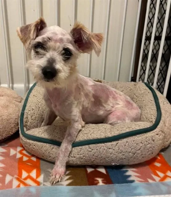 A young small-sized male Mixed Breed dog named Buddy for adoption in Jacksonville, FL