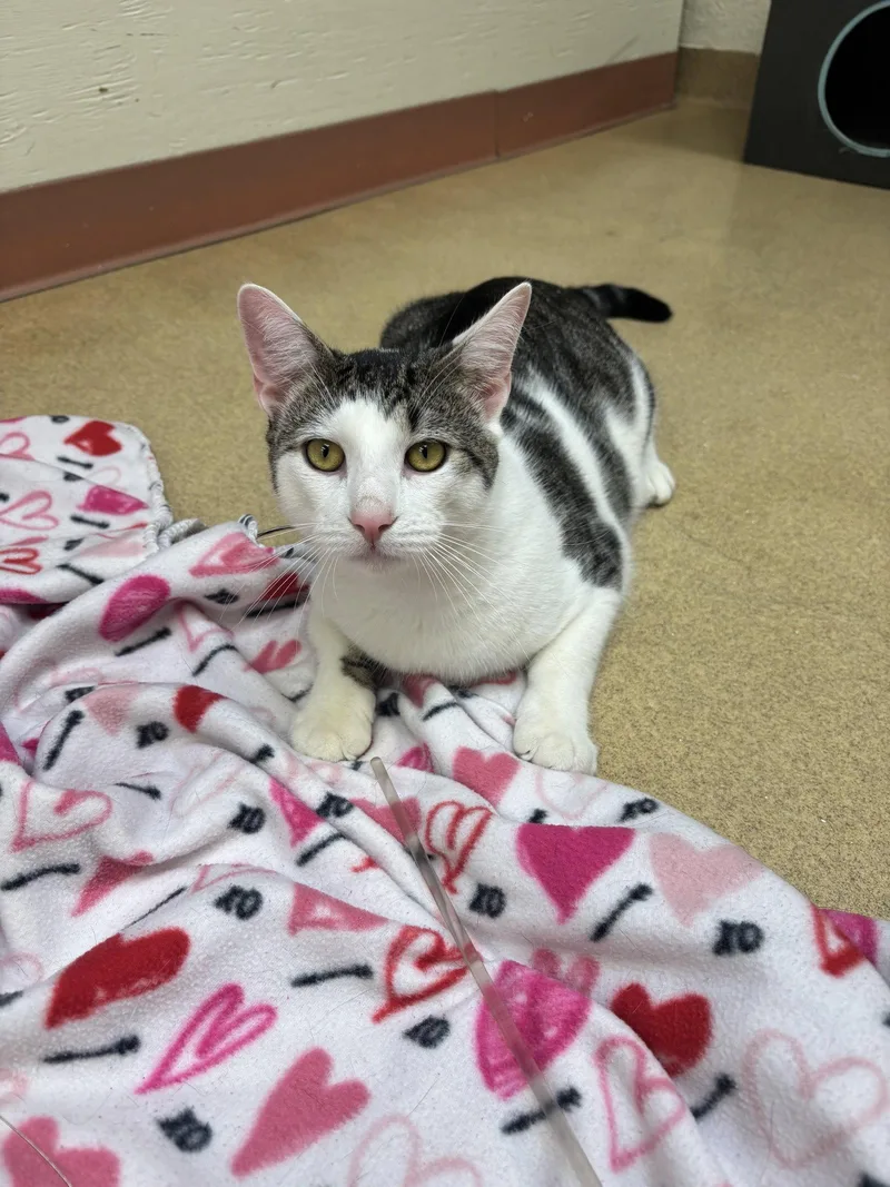 An adult medium-sized male Domestic Short Hair cat named Caloy for adoption in Brick, NJ