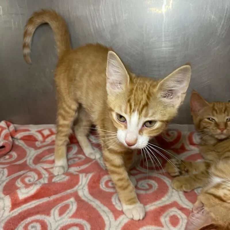 A young medium-sized female Domestic Short Hair cat named Snooki for adoption in Roanoke, VA