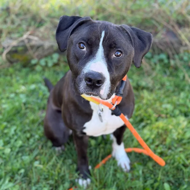 An adult large-sized male Pit Bull Terrier dog named Diesel for adoption in Pittsford, VT