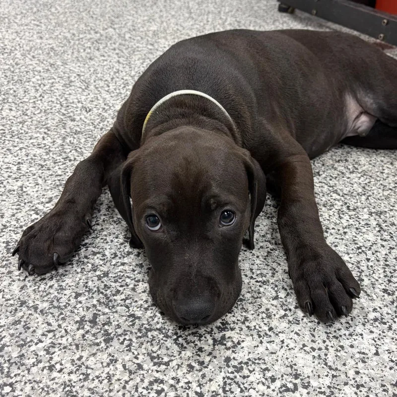 A baby small-sized male Black Mixed Breed dog named Guacamole for adoption in Mentor, OH
