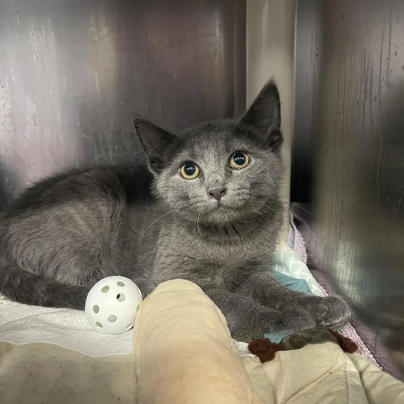 A baby small-sized male Gray / Blue / Silver Domestic Short Hair cat named F. for adoption in Mentor, OH
