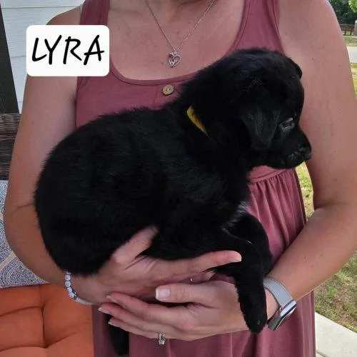 A baby medium-sized female Black Labrador Retriever dog named Lyra for adoption in Sanford, NC
