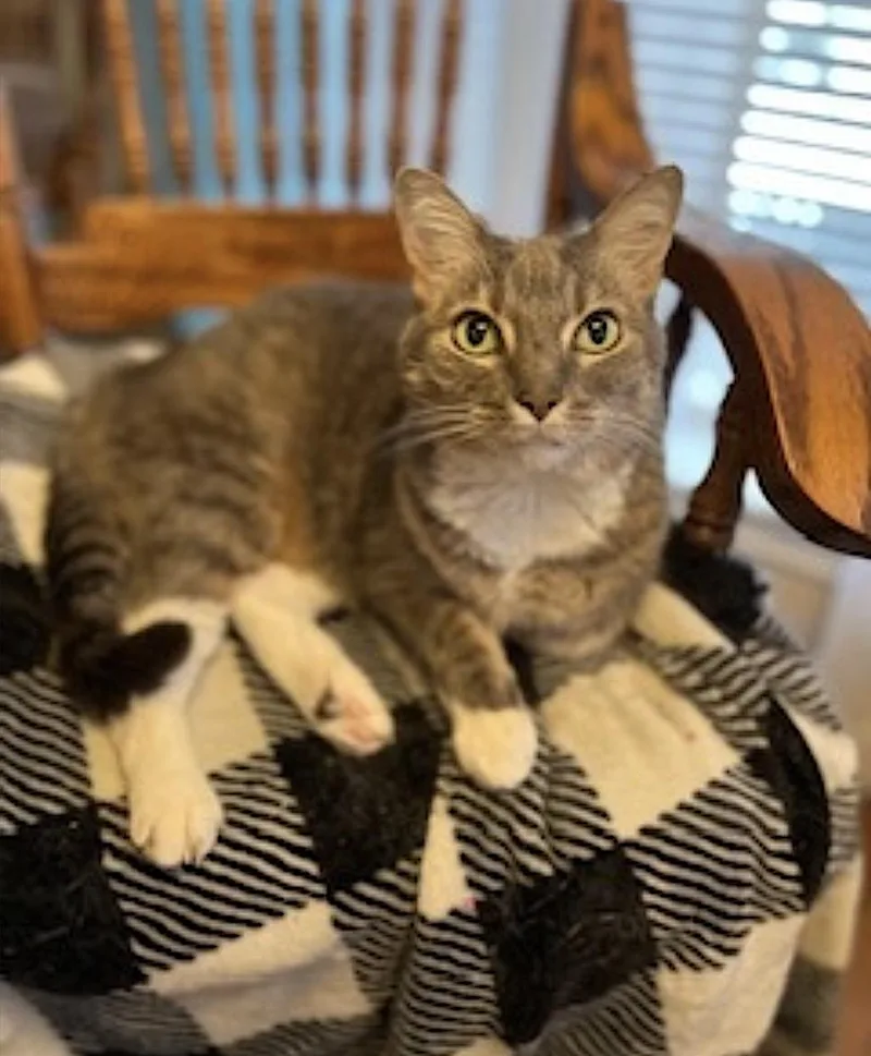 A senior medium-sized female Tabby (Gray / Blue / Silver) Domestic Short Hair cat named Veruca And Violet for adoption in Amherst, MA