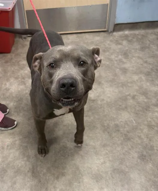 An adult large-sized male Mixed Breed dog named Blue for adoption in Dallas, TX