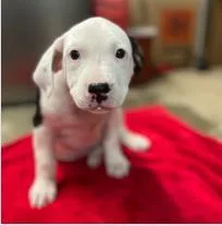 A baby medium-sized female Mixed Breed dog named Joy for adoption in West Chester, PA