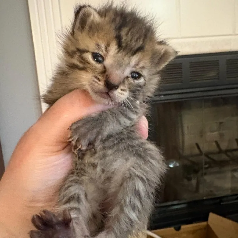 A baby small-sized female Brown / Chocolate Domestic Short Hair cat named Lady Montague for adoption in Normal, IL