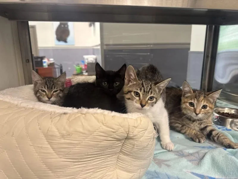 A baby medium-sized female Domestic Short Hair cat named Babyposhsportyspice for adoption in Hilton Head Island, SC