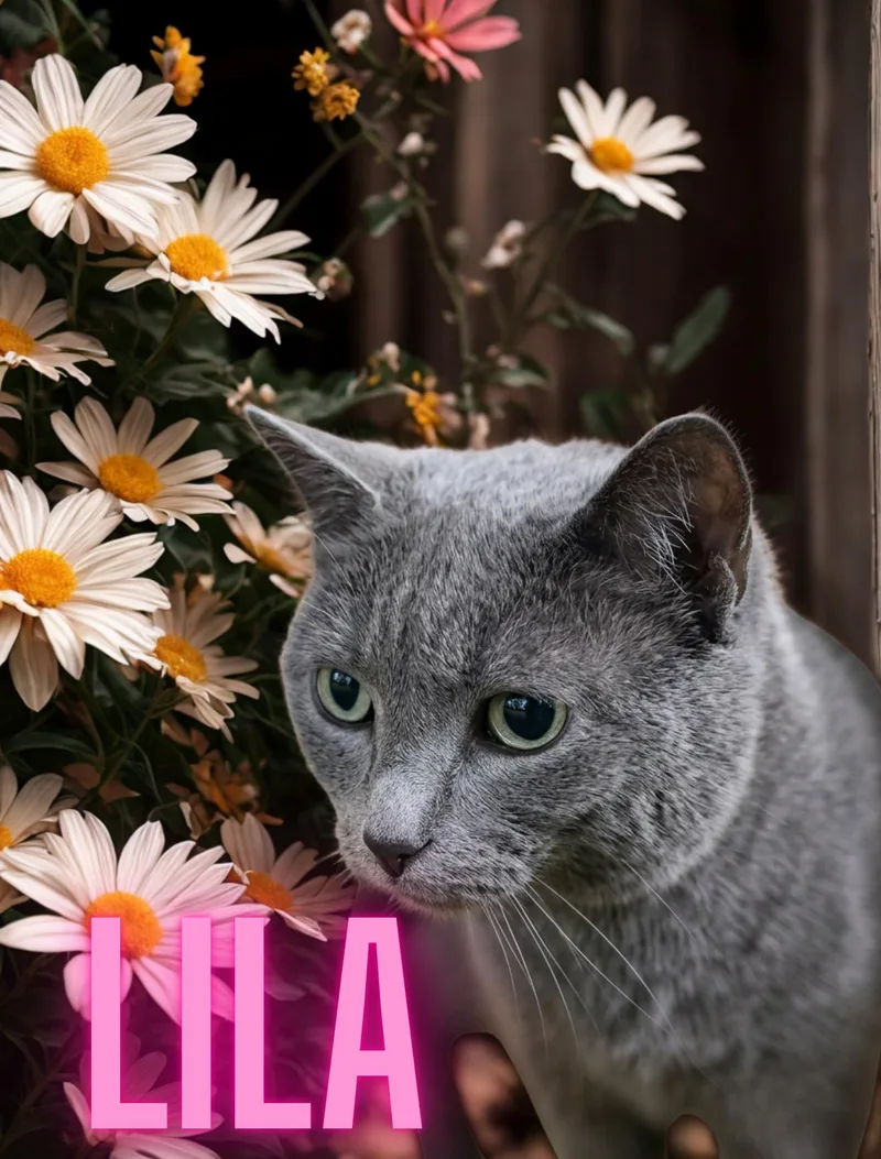 An adult medium-sized female Gray / Blue / Silver Domestic Short Hair cat named Lyla for adoption in Orleans, VT