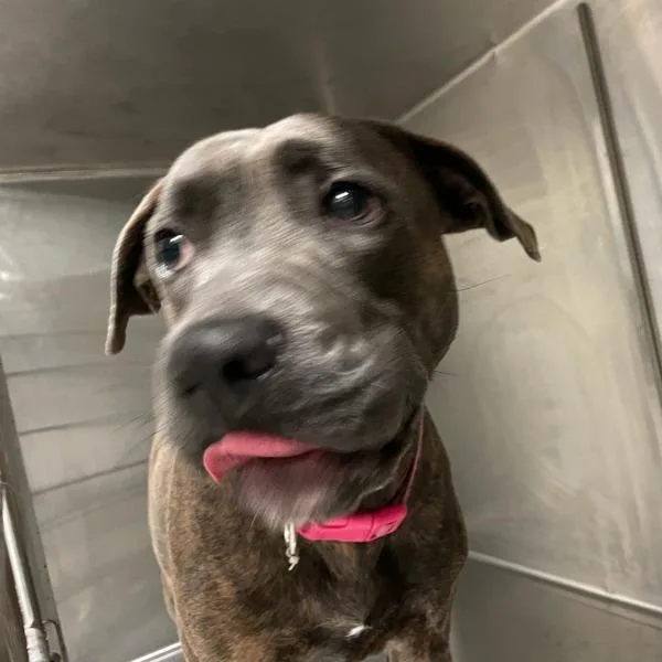 An adult medium-sized female Terrier dog named Waffles for adoption in Des Moines, IA