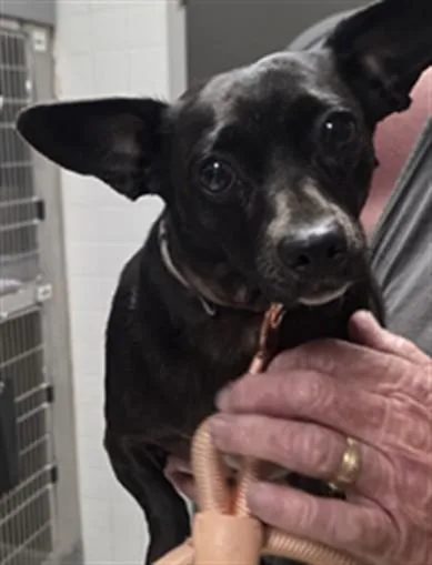 An adult medium-sized female Chihuahua dog named Socks for adoption in Los Angeles, CA