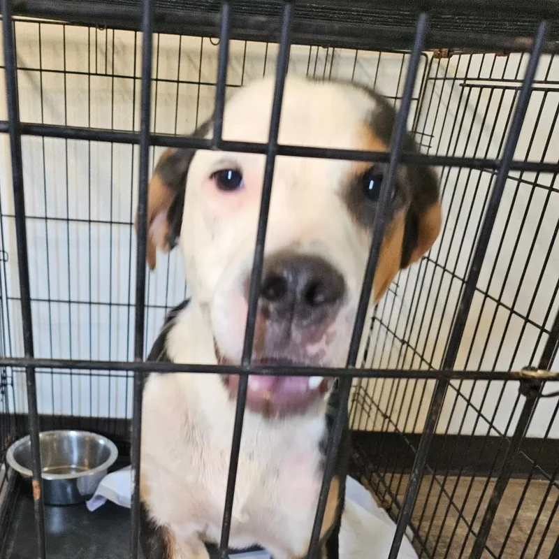 A young medium-sized female Black Coonhound dog named Tammy for adoption in Hattiesburg, MS