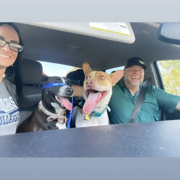 Chance “texas Red Heeler” thumbnail 2