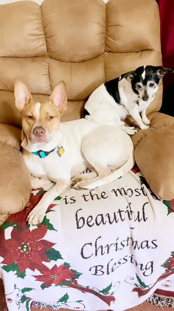 Chance “texas Red Heeler” thumbnail 3