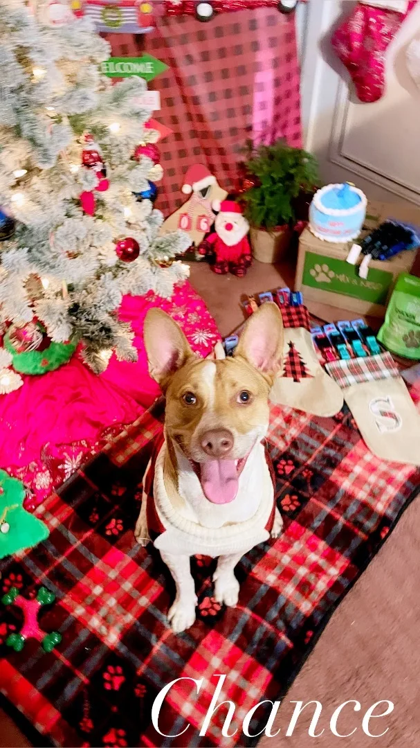 Chance โtexas Red Heelerโ