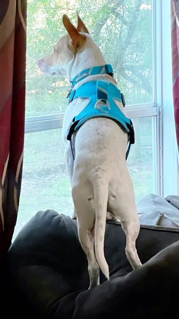 Chance “texas Red Heeler” thumbnail 5