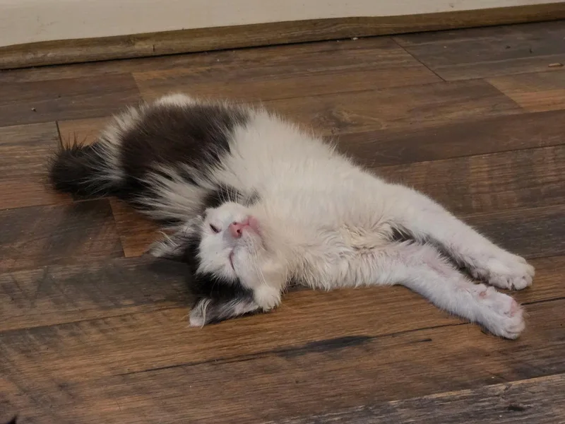 A baby medium-sized female Black & White / Tuxedo Domestic Medium Hair cat named Glitter for adoption in Maggie Valley, NC