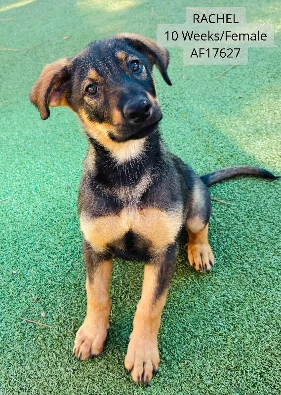 A young small-sized female Rottweiler dog named Rachel for adoption in Supply, NC
