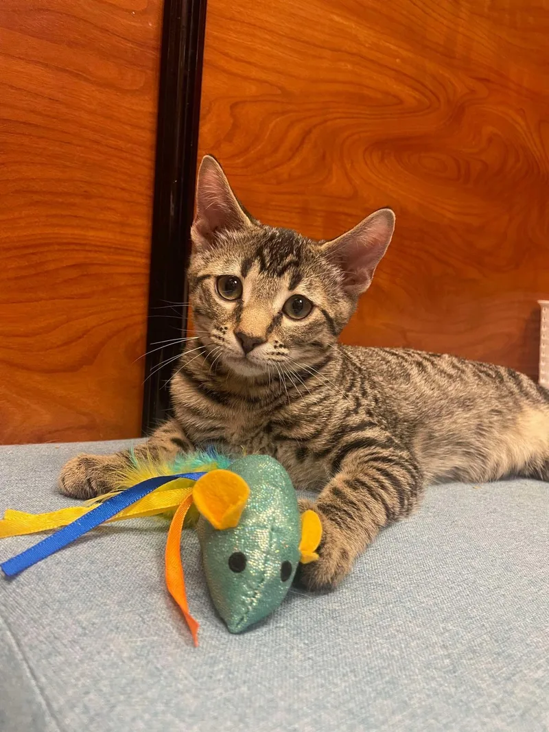 A young medium-sized male Brown / Chocolate Domestic Short Hair cat named Moki Macadamia Bonded With for adoption in Chandler, AZ