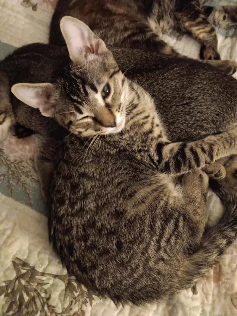 Moki Macadamia Bonded With thumbnail 3