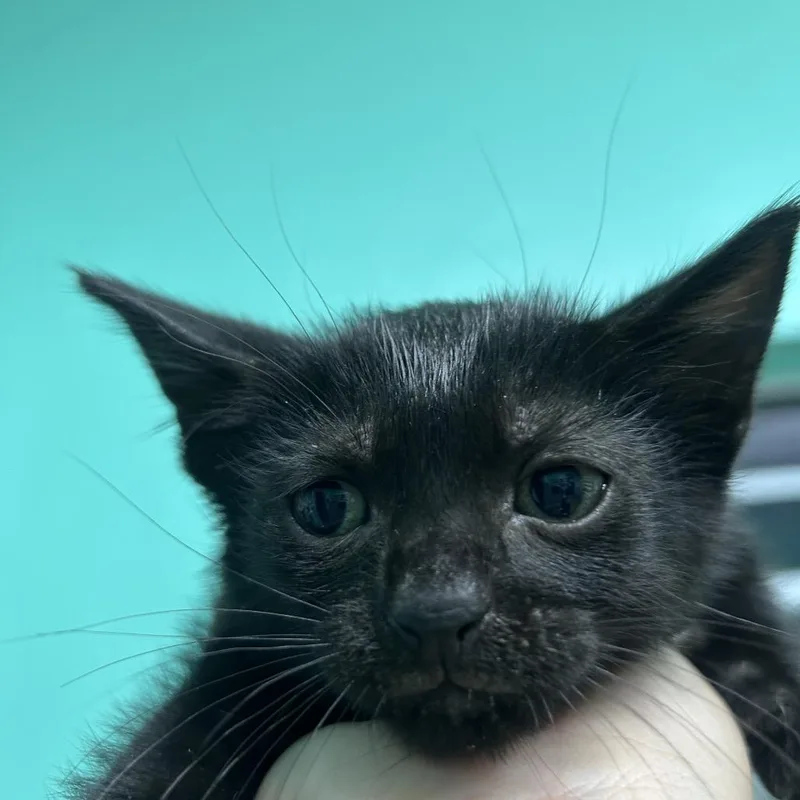 A baby small-sized male American Shorthair cat named Murphy for adoption in Guaynabo, PR