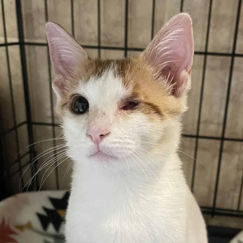 A baby small-sized male Orange & White Domestic Short Hair cat named Pete & Samson for adoption in Liverpool, TX