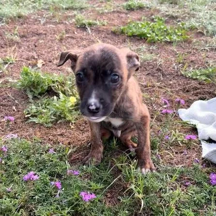 A baby small-sized male Brindle Pit Bull Terrier dog named Blaze for adoption in Buffalo, MN